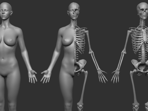 ECORCHE FEMALE - ANATOMIA MUJER Modelo de Impressão 3D