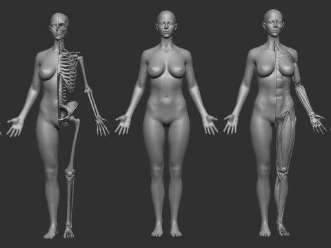 ECORCHE FEMALE - ANATOMIA MUJER Modelo de Impressão 3D