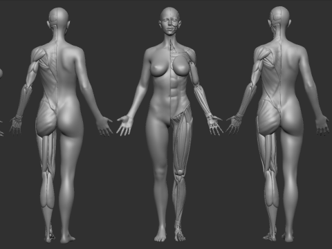ECORCHE FEMALE - ANATOMIA MUJER Modelo de Impressão 3D