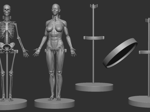 ECORCHE FEMALE - ANATOMIA MUJER Modelo de Impressão 3D