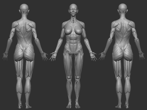 ECORCHE FEMALE - ANATOMIA MUJER 3D Print Model