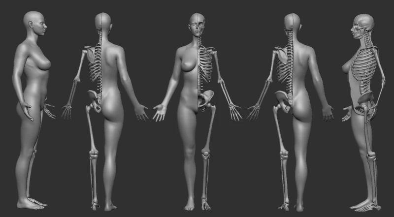 ECORCHE FEMALE - ANATOMIA MUJER 3D Print Model .c4d .max .obj .3ds .fbx .stl .blend 