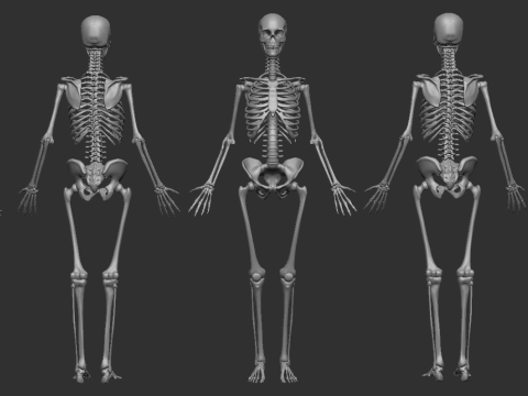 ECORCHE FEMALE - ANATOMIA MUJER 3D Print Model