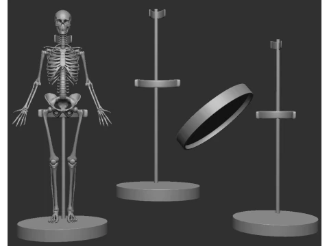 ECORCHE FEMALE - ANATOMIA MUJER 3D Print Model