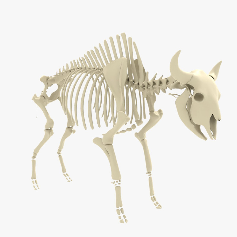 Bison Skeleton 3D Model .c4d .max .obj .3ds .fbx .stl .blend 