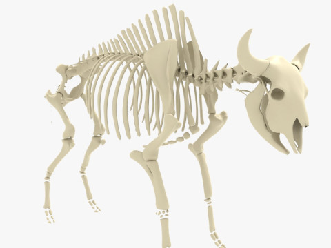Bison Skeleton 3D Модель