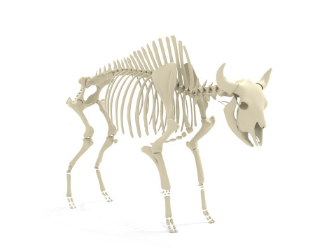 Bison Skeleton 3D Model