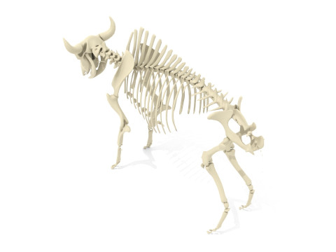 Bison Skeleton 3D Model