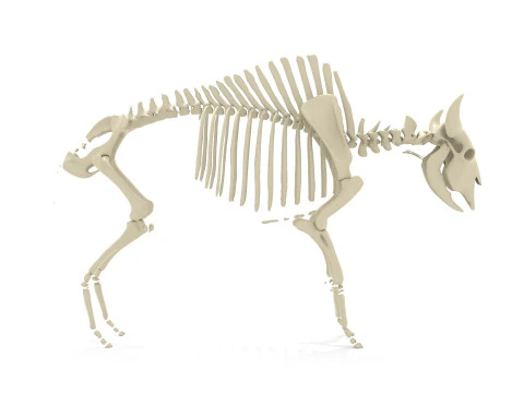 Esqueleto de bisonte Modelo 3D
