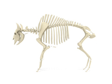 Bison Skeleton 3D Model