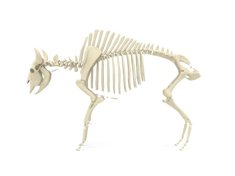 Esqueleto de bisonte Modelo 3D