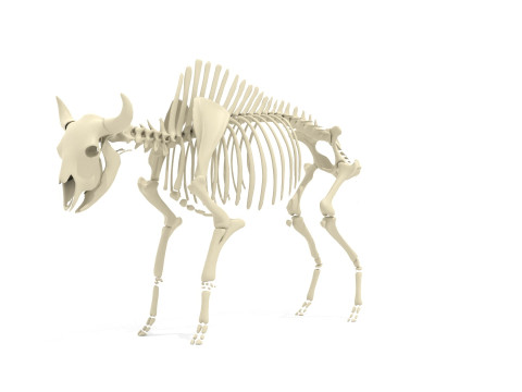 Bison Skeleton 3D Model