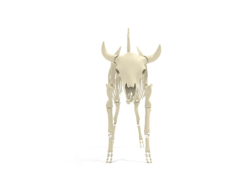 Bison Skeleton 3D Model