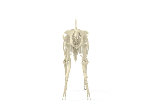 Bison Skeleton 3D Model