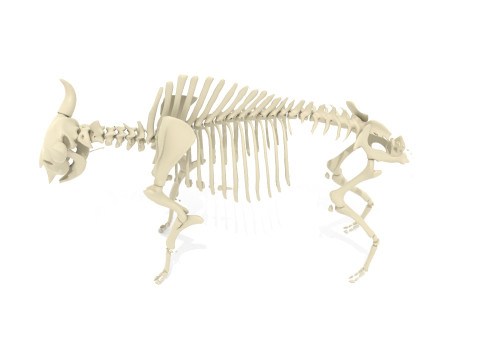 Bison Skeleton 3D Model