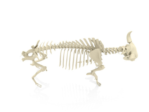 Bison Skeleton 3D Model