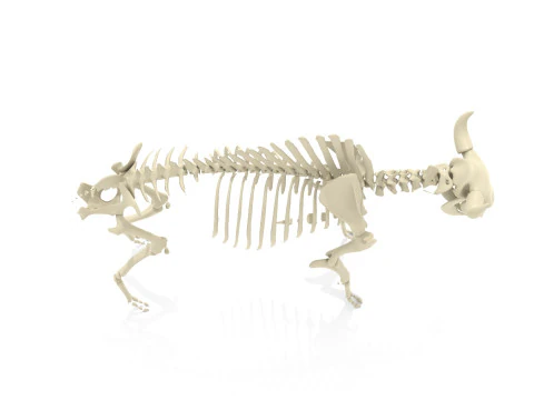 Esqueleto de bisonte Modelo 3D