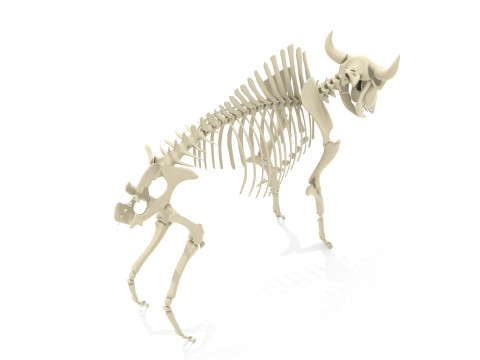 Bison Skeleton 3D Model