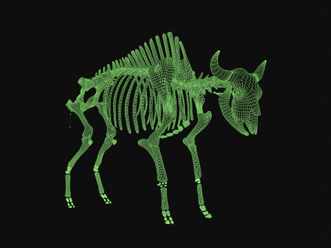 Bison Skeleton 3D Model