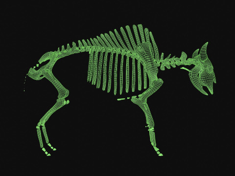 Bison Skeleton 3D Model