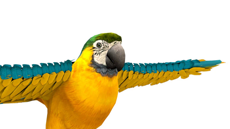 Blue Macaw 3D Model .c4d .max .obj .3ds .fbx .stl .blend 