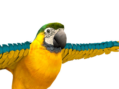 Blue Macaw 3D Модель