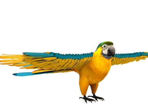 Blue Macaw Model 3D