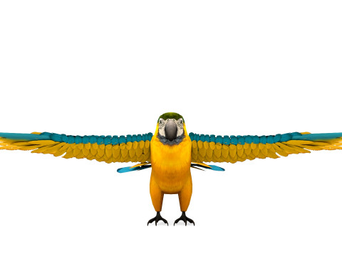 Blue Macaw Model 3D