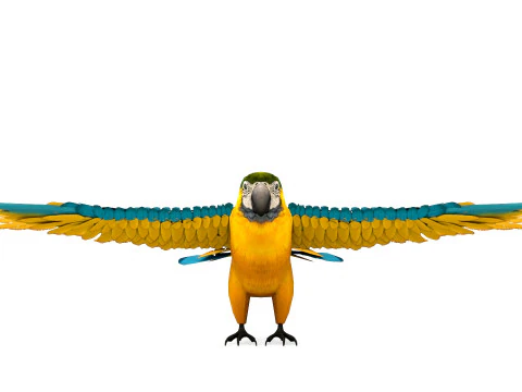 Blue Macaw 3D Model