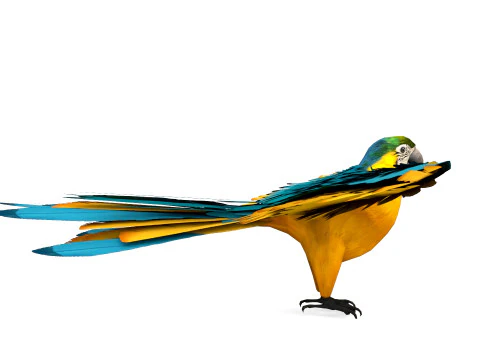 Blue Macaw 3D Model