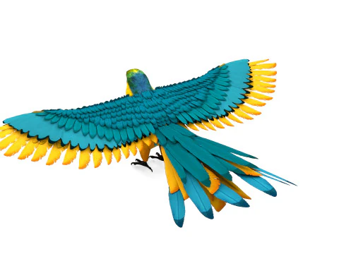 Blue Macaw 3D Model