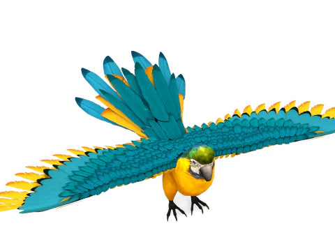 Blue Macaw 3D Model