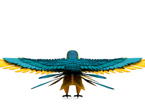 Blue Macaw 3D Model