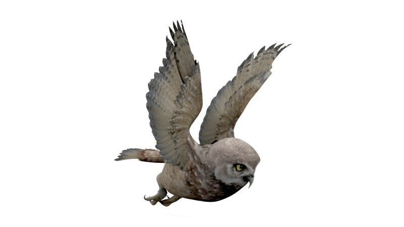 Brown Animated Owl Model 3D .c4d .max .obj .3ds .fbx .stl .blend