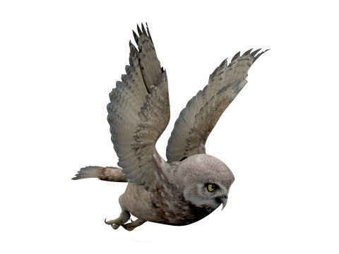 Brown Animated Owl 3D Модель