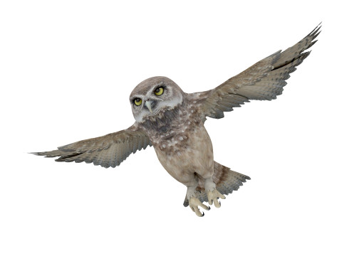 Brown Animated Owl Model 3D