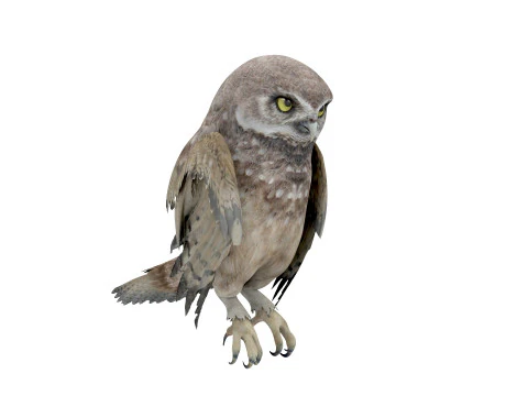 Brown Animated Owl 3D Model