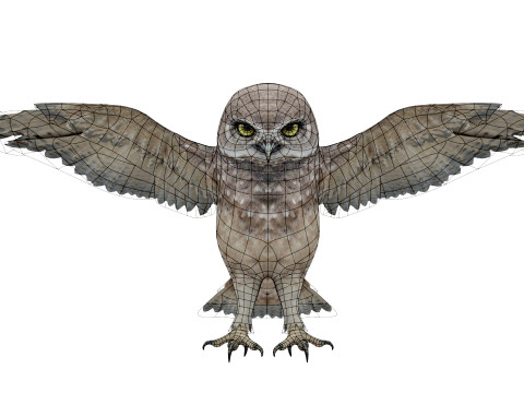 Brown Animated Owl Model 3D