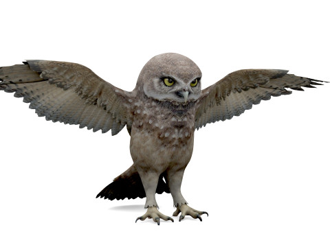 Brown Animated Owl Model 3D