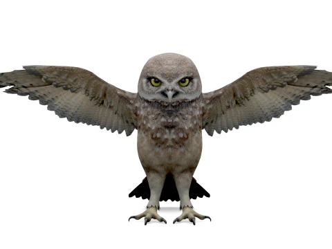 Brown Animated Owl 3D Model
