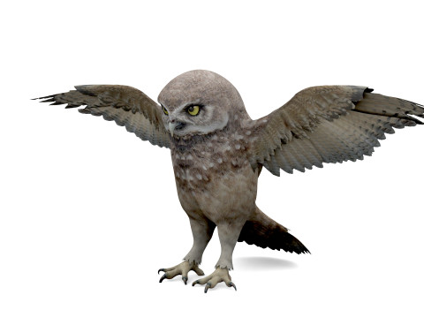 Brown Animated Owl Model 3D
