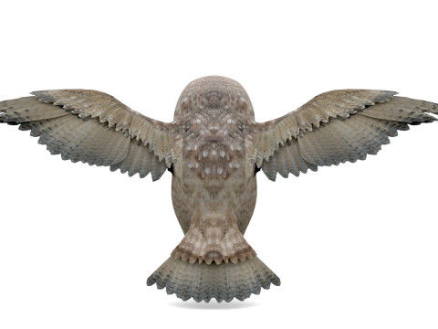 Brown Animated Owl Model 3D