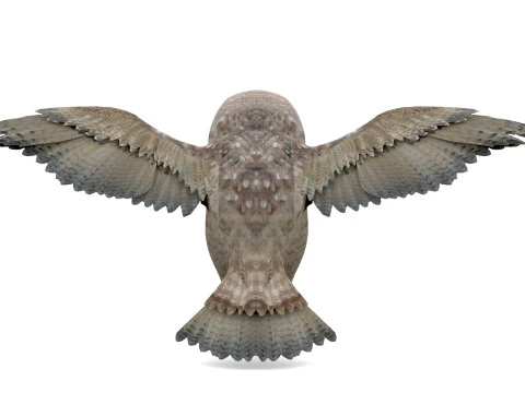 Brown Animated Owl 3D Model