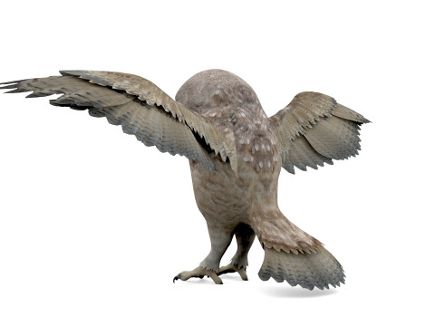 Brown Animated Owl Model 3D