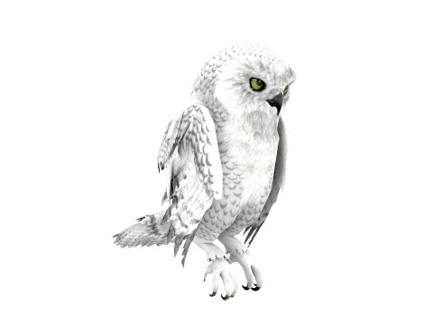 White Animated Owl 3Dモデル