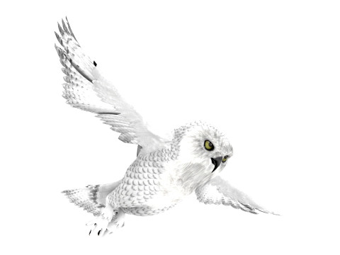White Animated Owl 3Dモデル