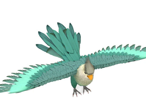 Cockatiel Parrot 3D Model