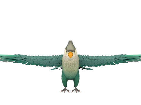 Cockatiel Parrot 3D Model