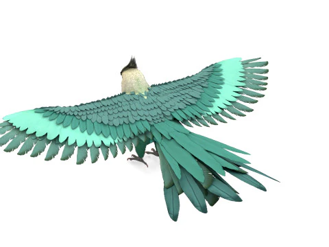 Cockatiel Parrot 3D Model