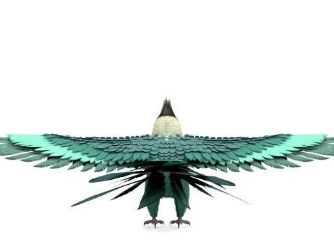 Cockatiel Parrot Modèle 3D